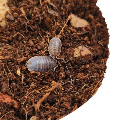 Show full view: Josh's Frogs Porcellio Dilatatus 'Giant Canyon' Isopods Live Feed Reptile Food, 10 count slide 3 of 9