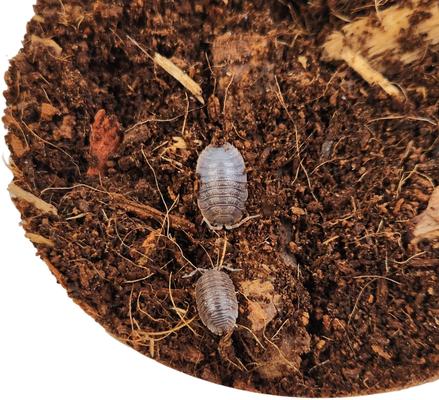 Show full view: Josh's Frogs Porcellio Dilatatus 'Giant Canyon' Isopods Live Feed Reptile Food, 10 count slide 4 of 9