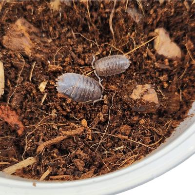 Show full view: Josh's Frogs Porcellio Dilatatus 'Giant Canyon' Isopods Live Feed Reptile Food, 10 count slide 5 of 9