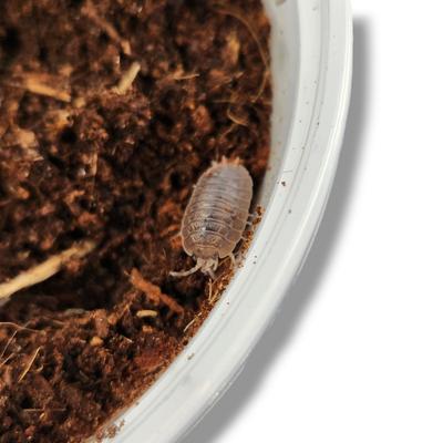Show full view: Josh's Frogs Porcellio Dilatatus 'Giant Canyon' Isopods Live Feed Reptile Food, 10 count slide 6 of 9