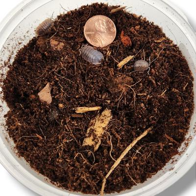 Show full view: Josh's Frogs Porcellio Dilatatus 'Giant Canyon' Isopods Live Feed Reptile Food, 10 count slide 7 of 9