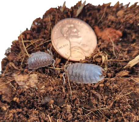 Show full view: Josh's Frogs Porcellio Dilatatus 'Giant Canyon' Isopods Live Feed Reptile Food, 10 count slide 8 of 9