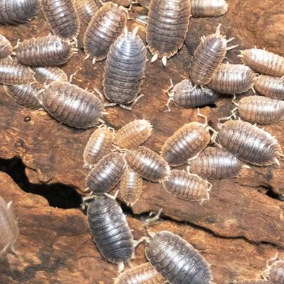 Show full view: Josh's Frogs Porcellio Dilatatus 'Giant Canyon' Isopods Live Feed Reptile Food, 10 count slide 9 of 9