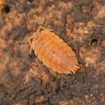 Show full view: Josh's Frogs Porcellio Scaber 'Orange' Isopods Live Feed Reptile Food, 10 count slide 3 of 9