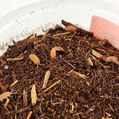 Show full view: Josh's Frogs Porcellio Scaber 'Orange' Isopods Live Feed Reptile Food, 10 count slide 4 of 9