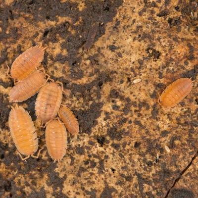 Show full view: Josh's Frogs Porcellio Scaber 'Orange' Isopods Live Feed Reptile Food, 10 count slide 8 of 9