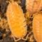 Show in main carousel: Josh's Frogs Porcellio Scaber 'Orange' Isopods Live Feed Reptile Food, 10 count slide 9 of 9