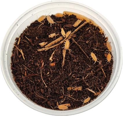 Show full view: Josh's Frogs Porcellionides Pruinosus 'Powder Orange' Isopods Live Feed Reptile Food, 10 count slide 3 of 9