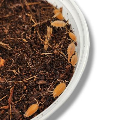 Show full view: Josh's Frogs Porcellionides Pruinosus 'Powder Orange' Isopods Live Feed Reptile Food, 10 count slide 4 of 9