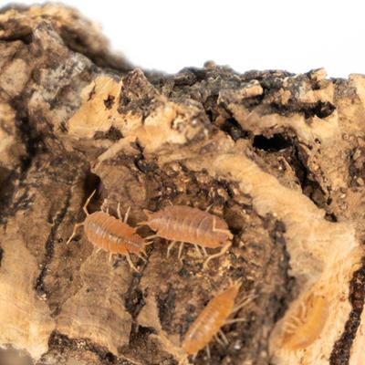 Show full view: Josh's Frogs Porcellionides Pruinosus 'Powder Orange' Isopods Live Feed Reptile Food, 10 count slide 6 of 9