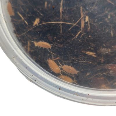 Show full view: Josh's Frogs Porcellionides Pruinosus 'Powder Orange' Isopods Live Feed Reptile Food, 10 count slide 9 of 9