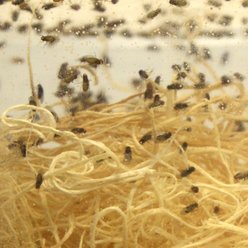 Josh's Frogs Producing Flightless Drosophila Hydei Fruit Fly Culture Live Feed Reptile Food slide 2 of 9