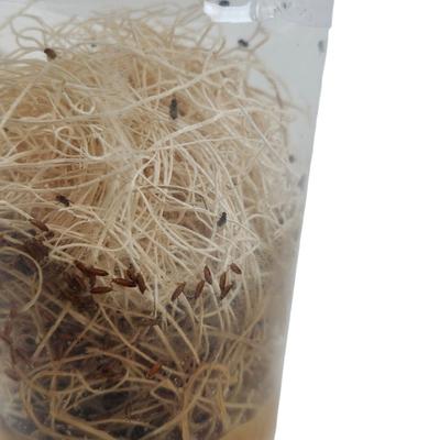 Show full view: Josh's Frogs Producing Flightless Drosophila Hydei Fruit Fly Culture Live Feed Reptile Food slide 4 of 11