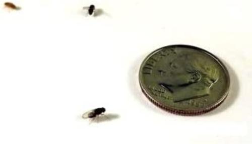 Show full view: Josh's Frogs Producing Flightless Drosophila Hydei Fruit Fly Culture Live Feed Reptile Food slide 5 of 11