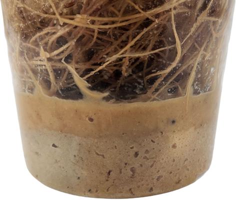 Show full view: Josh's Frogs Producing Flightless Drosophila Hydei Fruit Fly Culture Live Feed Reptile Food slide 9 of 11