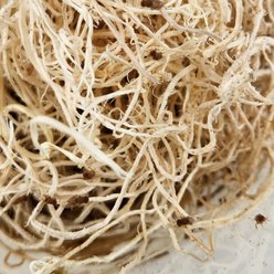 Josh's Frogs Producing Flightless Golden Hydei Fruit Fly Culture Live Feed Reptile Food slide 2 of 9