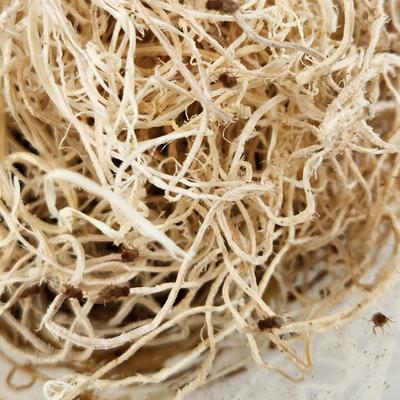 Show full view: Josh's Frogs Producing Flightless Golden Hydei Fruit Fly Culture Live Feed Reptile Food slide 6 of 11