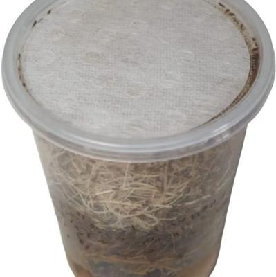 Show full view: Josh's Frogs Producing Flightless Golden Hydei Fruit Fly Culture Live Feed Reptile Food slide 3 of 11