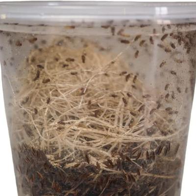 Show full view: Josh's Frogs Producing Flightless Golden Hydei Fruit Fly Culture Live Feed Reptile Food slide 4 of 11