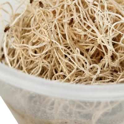 Show full view: Josh's Frogs Producing Flightless Golden Hydei Fruit Fly Culture Live Feed Reptile Food slide 9 of 11