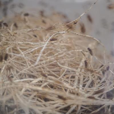 Show full view: Josh's Frogs Producing Flightless Golden Hydei Fruit Fly Culture Live Feed Reptile Food slide 5 of 11