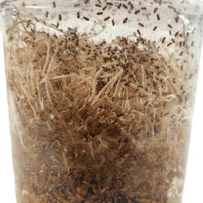 Show full view: Josh's Frogs Producing Wingless Drosophila Melanogaster Fruit Fly Culture Live Feed Reptile Food slide 3 of 11