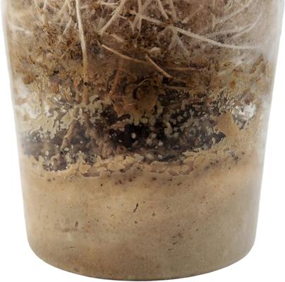 Show full view: Josh's Frogs Producing Wingless Drosophila Melanogaster Fruit Fly Culture Live Feed Reptile Food slide 4 of 11