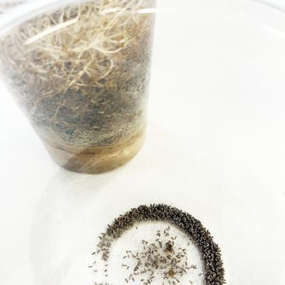 Show full view: Josh's Frogs Producing Wingless Drosophila Melanogaster Fruit Fly Culture Live Feed Reptile Food slide 5 of 11