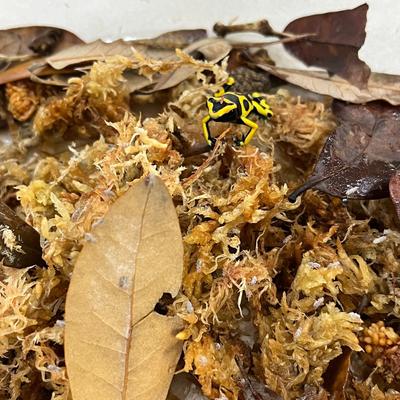 Show full view: Josh's Frogs Producing Wingless Drosophila Melanogaster Fruit Fly Culture Live Feed Reptile Food slide 6 of 11
