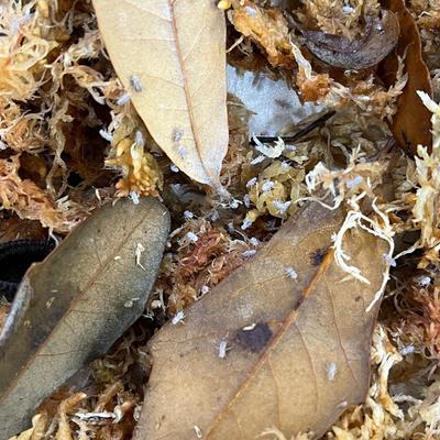 Show full view: Josh's Frogs Producing Wingless Drosophila Melanogaster Fruit Fly Culture Live Feed Reptile Food slide 7 of 11