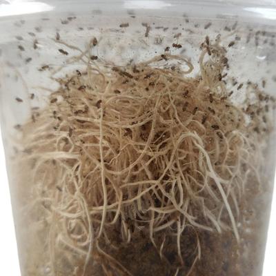 Show full view: Josh's Frogs Producing Wingless Drosophila Melanogaster Fruit Fly Culture Live Feed Reptile Food slide 9 of 11