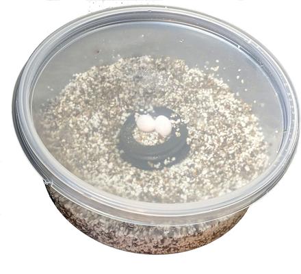 Show full view: Josh's Frogs ProHatch Reptile Incubation Media, 1-lb bag slide 8 of 9