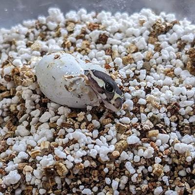 Show full view: Josh's Frogs ProHatch Reptile Incubation Media, 1-lb bag slide 9 of 9