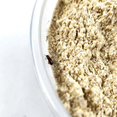 Show full view: Josh's Frogs Rice Flour Beetle Culture Live Feed Reptile Food, 16-oz tub slide 4 of 9