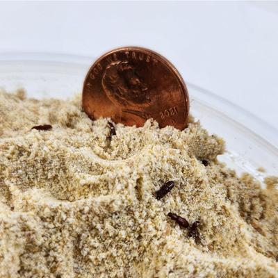 Show full view: Josh's Frogs Rice Flour Beetle Culture Live Feed Reptile Food, 16-oz tub slide 5 of 9