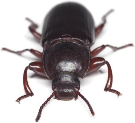 Show full view: Josh's Frogs Rice Flour Beetle Culture Live Feed Reptile Food, 16-oz tub slide 6 of 9