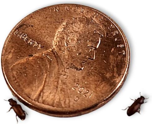 Show full view: Josh's Frogs Rice Flour Beetle Culture Live Feed Reptile Food, 16-oz tub slide 8 of 9