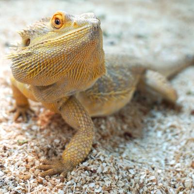 Show full view: Josh's Frogs Sani-Chips Reptile Substrate, 10-qt bag slide 9 of 10