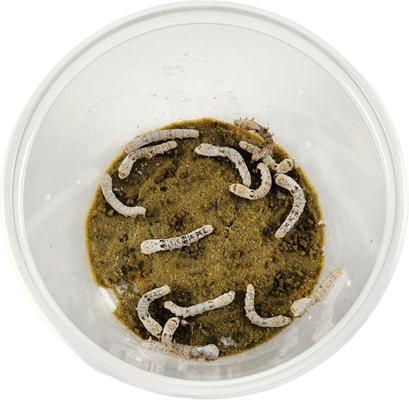Show full view: Josh's Frogs Silkworms Live Feed Reptile Food, Large, 12 count slide 4 of 8