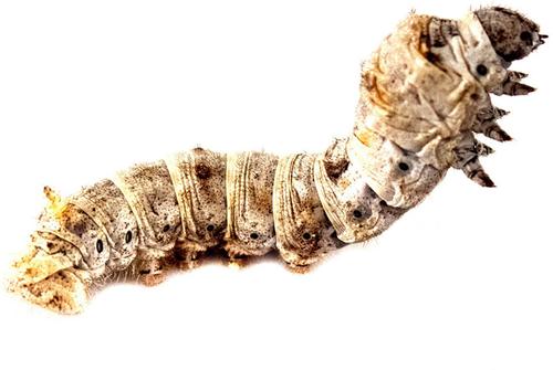 Show full view: Josh's Frogs Silkworms Live Feed Reptile Food, Large, 12 count slide 5 of 8