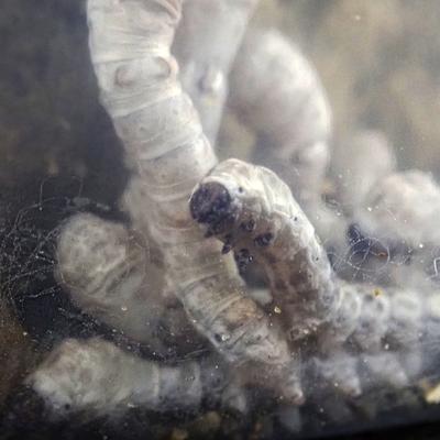 Show full view: Josh's Frogs Silkworms Live Feed Reptile Food, Large, 12 count slide 6 of 8