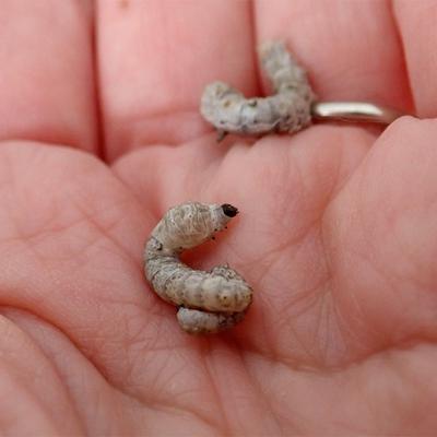 Show full view: Josh's Frogs Silkworms Live Feed Reptile Food, Large, 12 count slide 7 of 8
