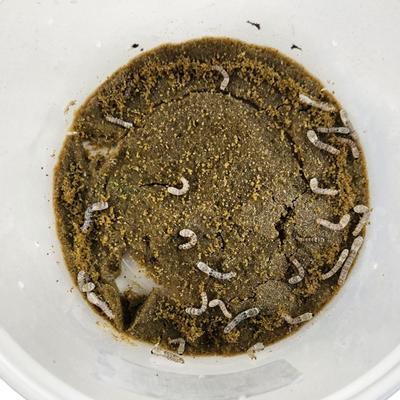 Show full view: Josh's Frogs Silkworms Live Feed Reptile Food, Small, 25 count slide 4 of 10