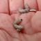 Show in main carousel: Josh's Frogs Silkworms Live Feed Reptile Food, Small, 25 count slide 7 of 10