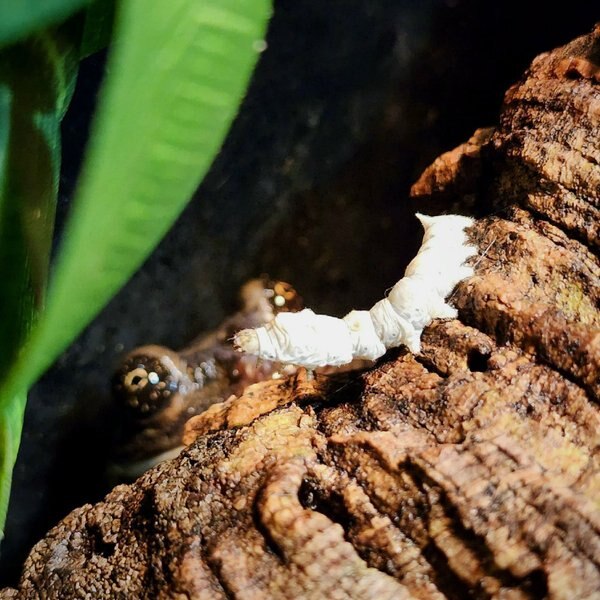 Josh's Frogs Silkworms, Live Feed Reptile Food, Small, 25 count