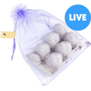 Josh's Frogs Small Orange Head Roaches Live Feed Reptile Food, 1/4 to 1/2-in, 100 count
