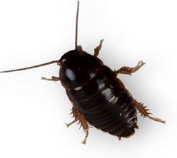 Josh's Frogs Small Orange Head Roaches Live Feed Reptile Food, 1/4 to 1/2-in, 100 count slide 2 of 9