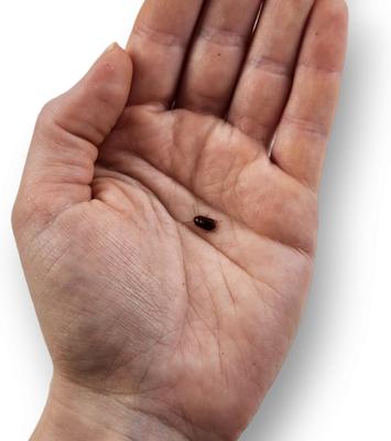 Show full view: Josh's Frogs Small Orange Head Roaches Live Feed Reptile Food, 1/4 to 1/2-in, 100 count slide 4 of 9