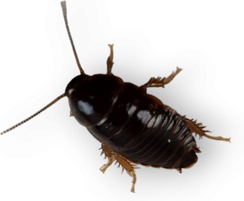 Show full view: Josh's Frogs Small Orange Head Roaches Live Feed Reptile Food, 1/4 to 1/2-in, 100 count slide 6 of 9