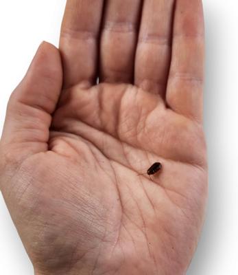 Show full view: Josh's Frogs Small Orange Head Roaches Live Feed Reptile Food, 1/4 to 1/2-in, 100 count slide 7 of 9